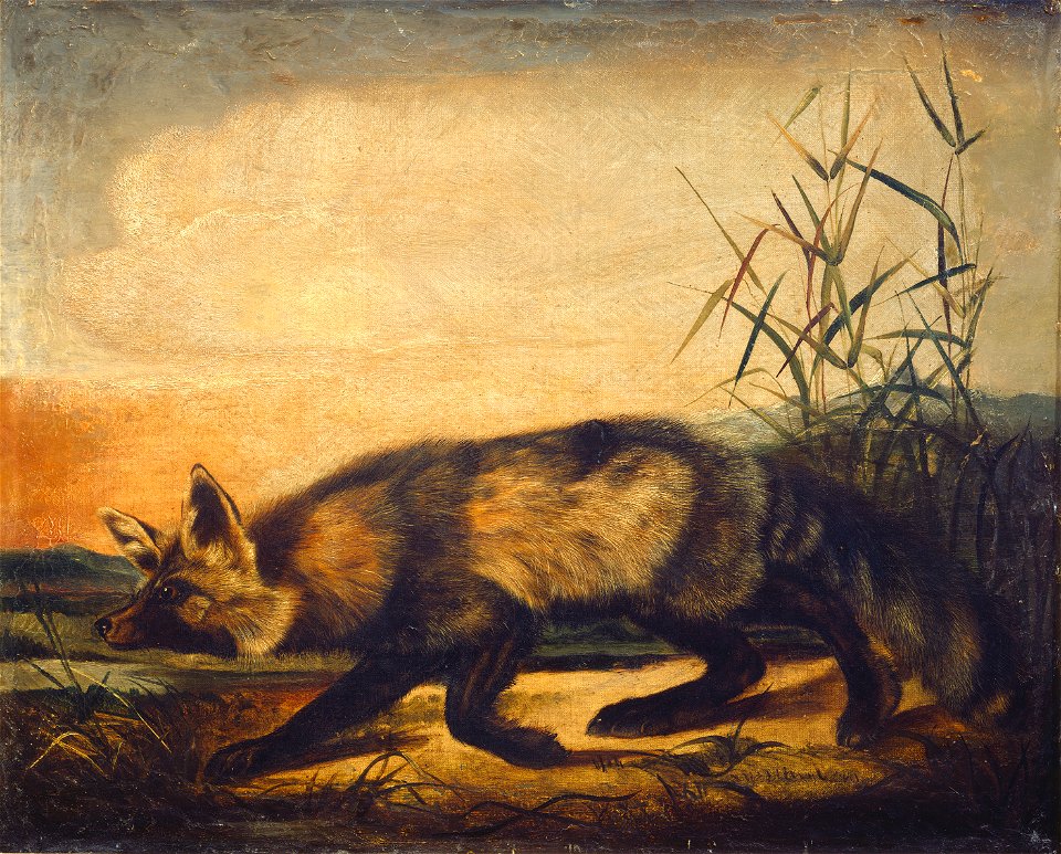 Long-Tailed Red Fox G-000640-20111026