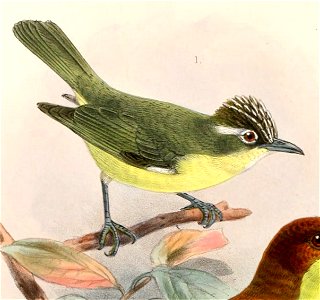 Lophozosterops dohertyi 1897