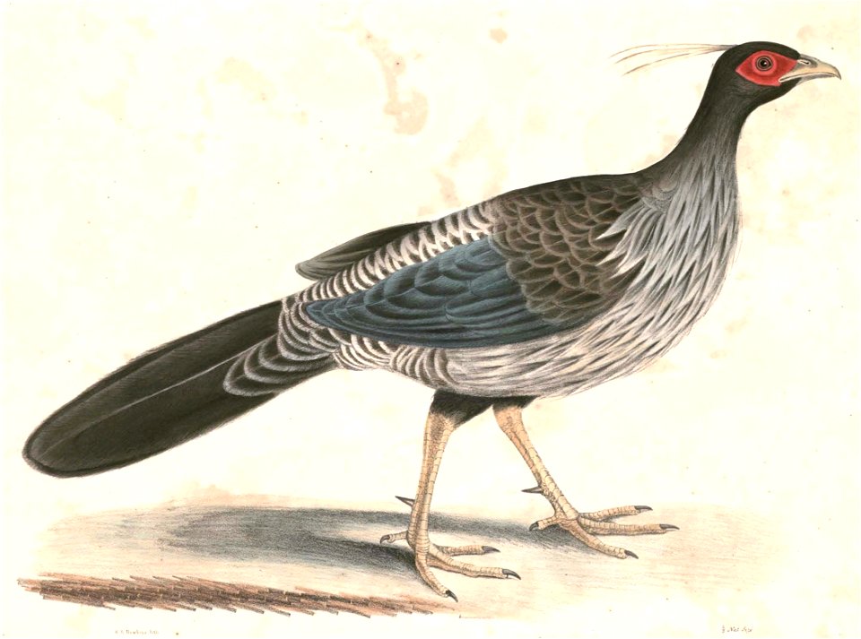 Lophura leucomelanos hamiltoni Hardwicke