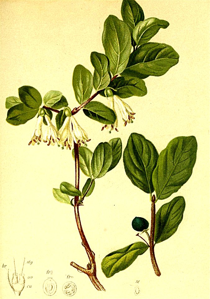 Lonicera caerulea Atlas Alpenflora
