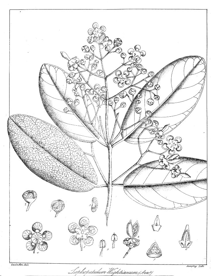 Lophopetalum wightianum Govindoo