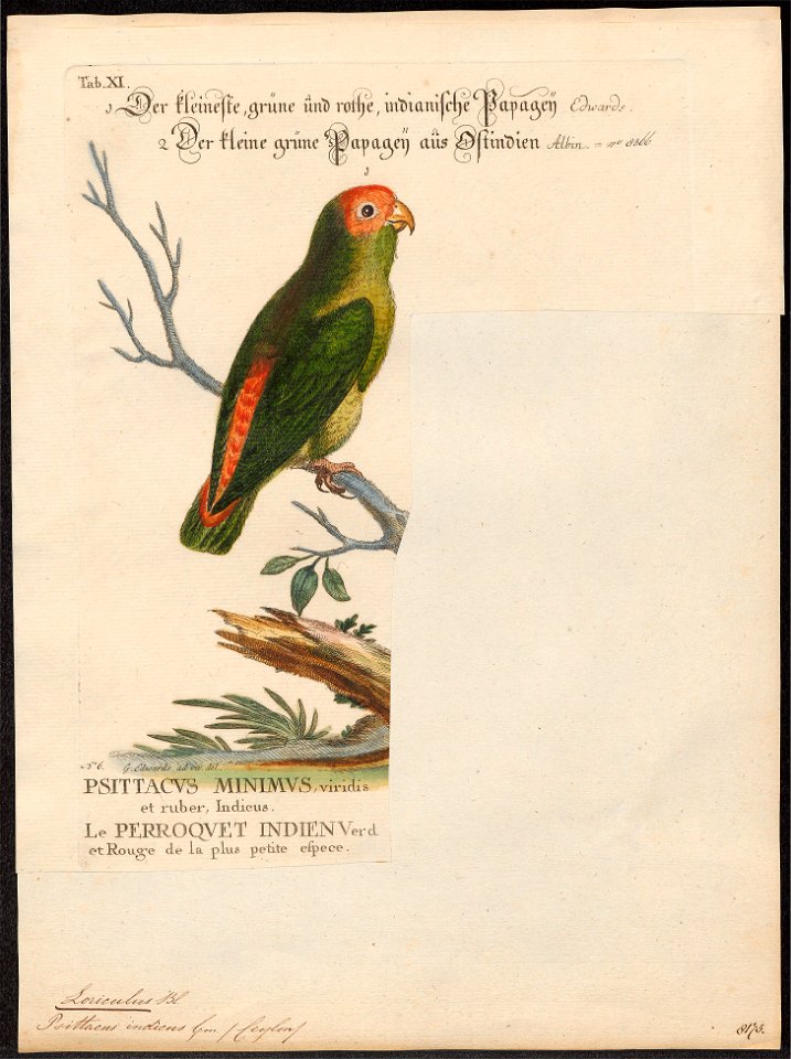 Loriculus indicus - 1700-1880 - Print - Iconographia Zoologica - Special Collections University of Amsterdam - UBA01 IZ18500280