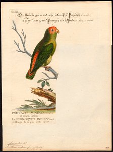 Loriculus indicus - 1700-1880 - Print - Iconographia Zoologica - Special Collections University of Amsterdam - UBA01 IZ18500280