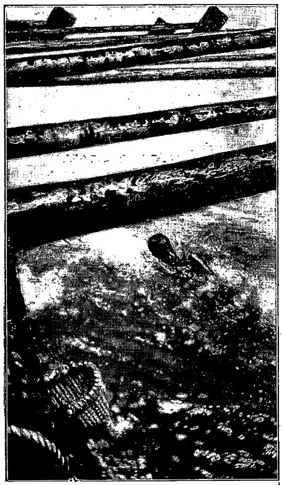 Londres - Pêcheurs de perles, 1931 (page 246 crop)