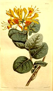 Lonicera flava