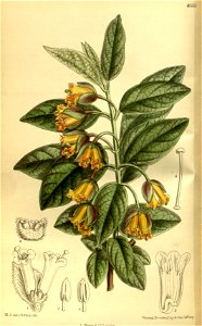 Lonicera ledebourii 140-8555