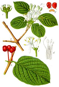 Lonicera xylosteum Sturm45