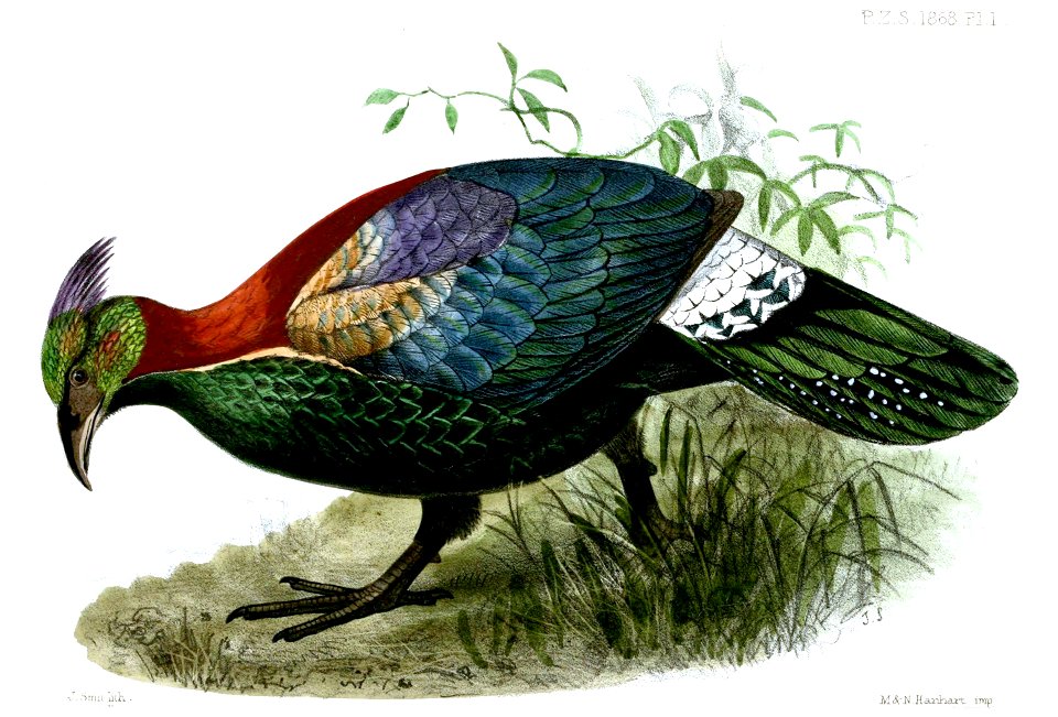 LophophorusLhuysiiSmit