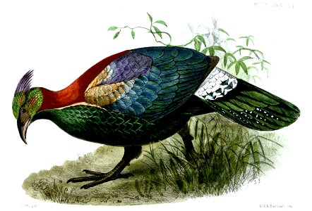 LophophorusLhuysiiSmit