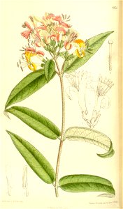 Lonicera henryi 137-8375