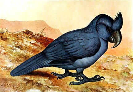 Lophopsittacus