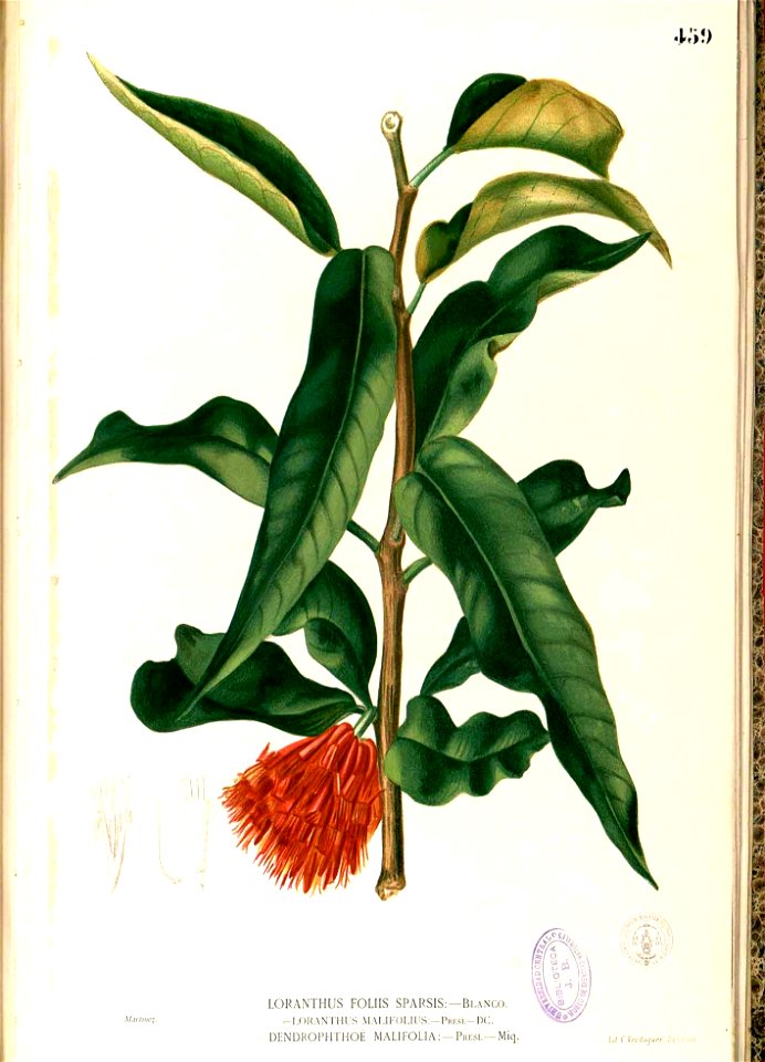 Loranthus malifolius Blanco2.459-original