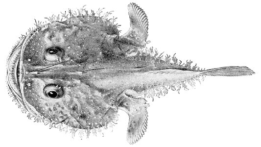 Lophiodes miacanthus