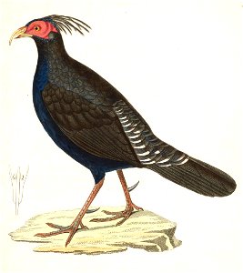 Lophura leucomelanos oatesi 1838