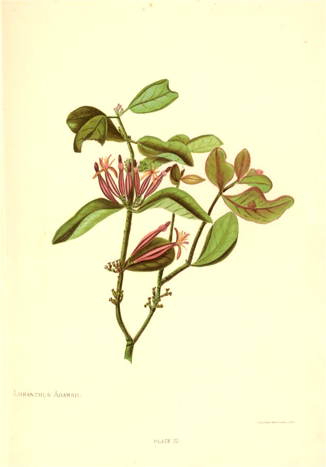 Loranthus adamsii by Georgina Burne Hetley