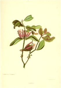 Loranthus adamsii by Georgina Burne Hetley