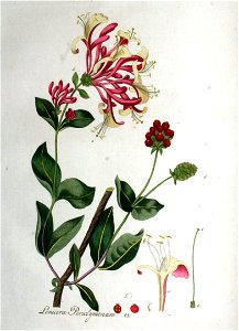 Lonicera periclymenum — Flora Batava — Volume v1