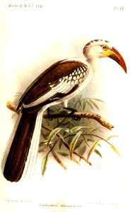 LophocerosDamarensisKeulemans