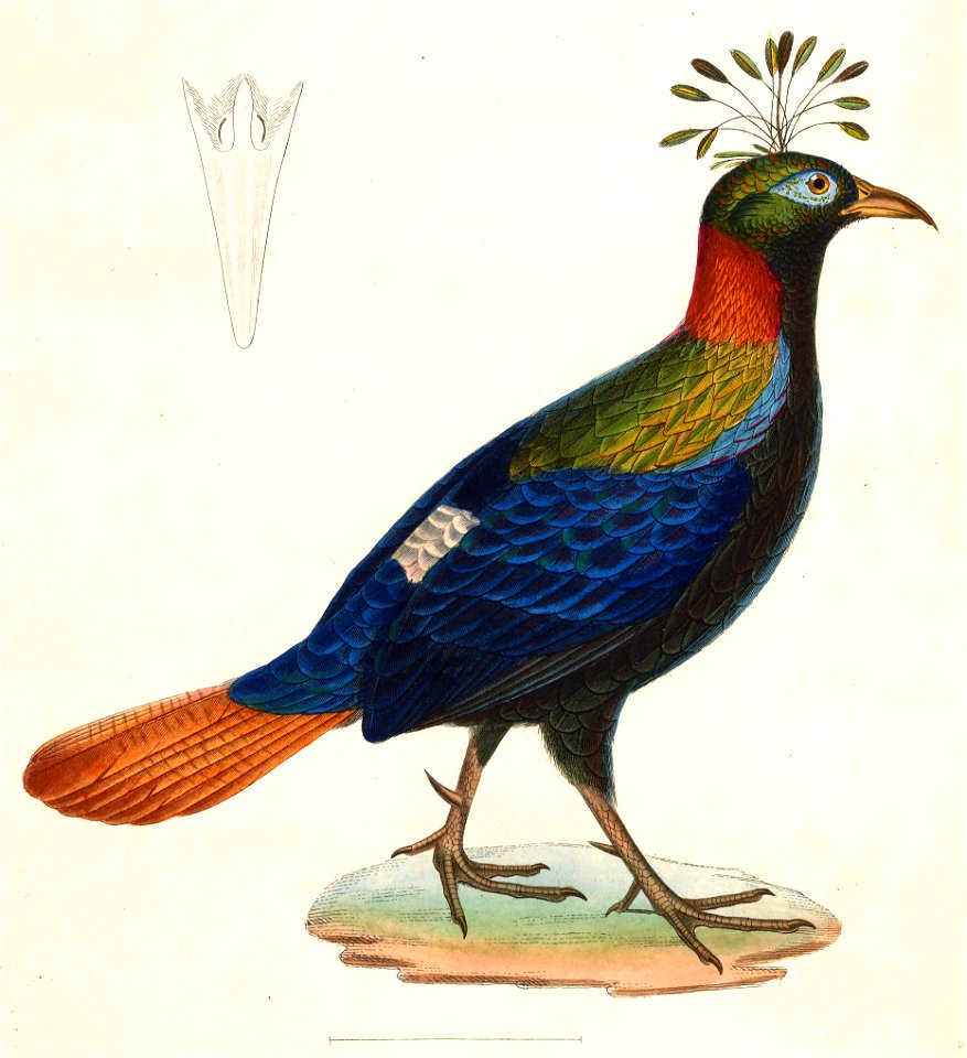 Lophophorus impejanus male 1838