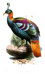 LophophorusChambanusSmit