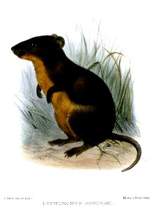 LophuromysAnsorgeiSmit