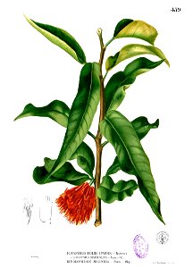 Loranthus malifolius Blanco2.459