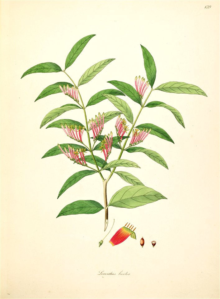 Loranthus bicolor Roxburgh 1798 2-139