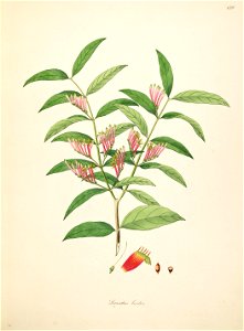 Loranthus bicolor Roxburgh 1798 2-139