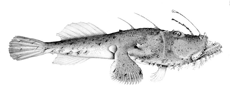 Lophiomus setigerus