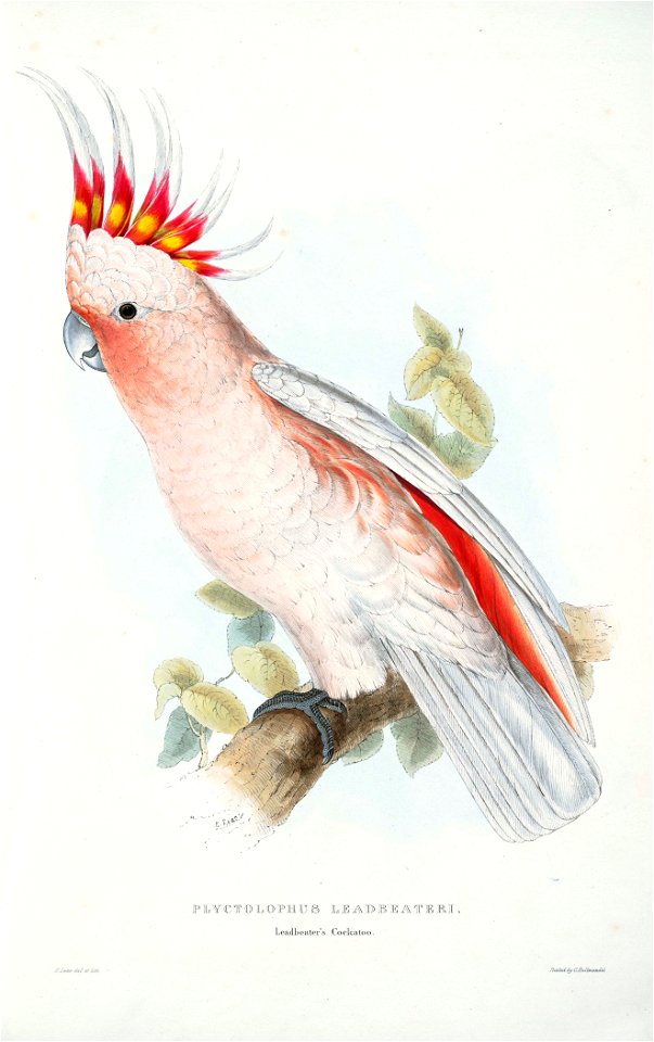 Lophochroa leadbeateri -Plyctolophus leadbeateri Leadbeater's Cockatoo -by Edward Lear 1812-1888
