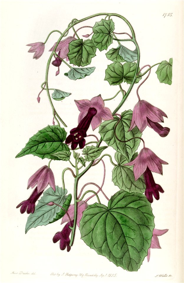 Lophospermum atrosanguineum (as Rhodochiton volubile) Edwards's 21.1755. 1836
