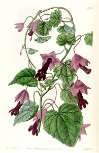Lophospermum atrosanguineum (as Rhodochiton volubile) Edwards's 21.1755. 1836