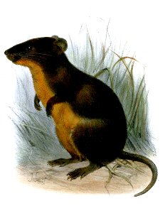 Lophuromys ansorgei