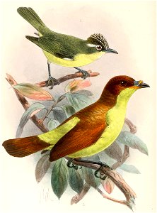 Lophozosterops dohertyi & Loboparadisea sericea 1897