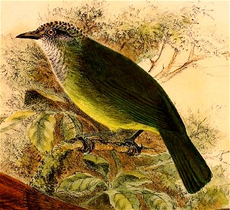 Lophozosterops squamiceps 1898