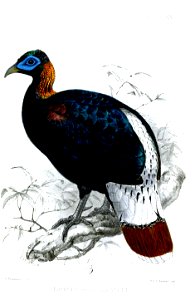 LophophorusSclateriKeulemans