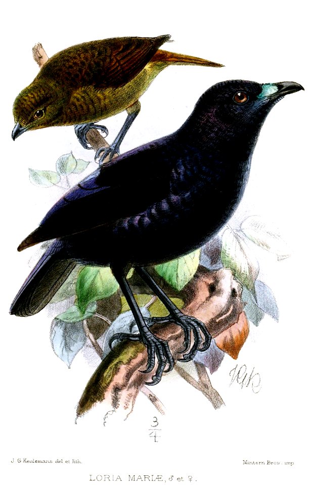 LoriaMariaeKeulemans