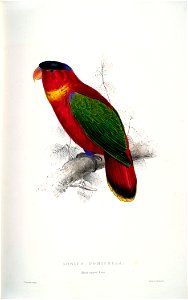 Lorius domicella -painting by Edward Lear (approx 1832)