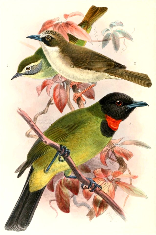 Lophozosterops superciliaris, Heleia crassirostris & Pachycephala nudigula 1897