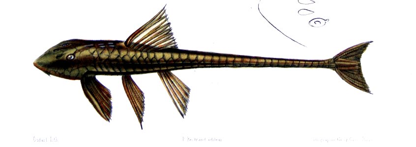 Loricaria cataphracta