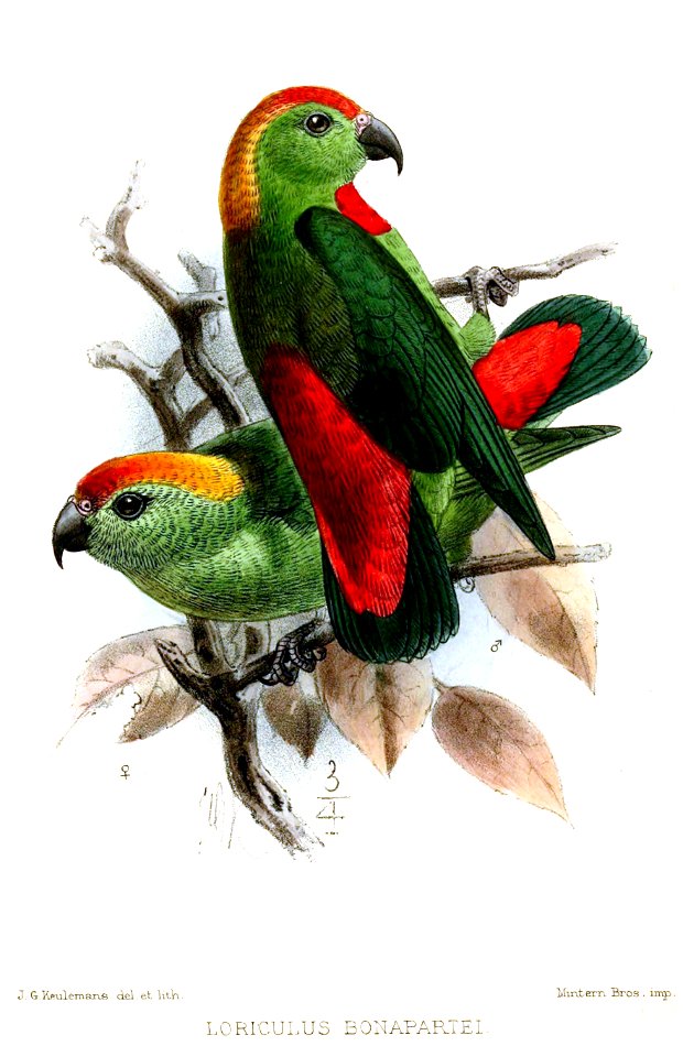 LoriculusBonaparteiKeulemans