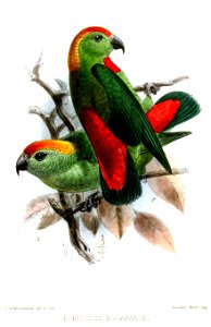 LoriculusBonaparteiKeulemans