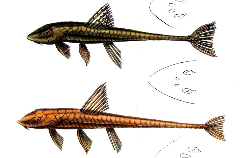 Loricariichthys