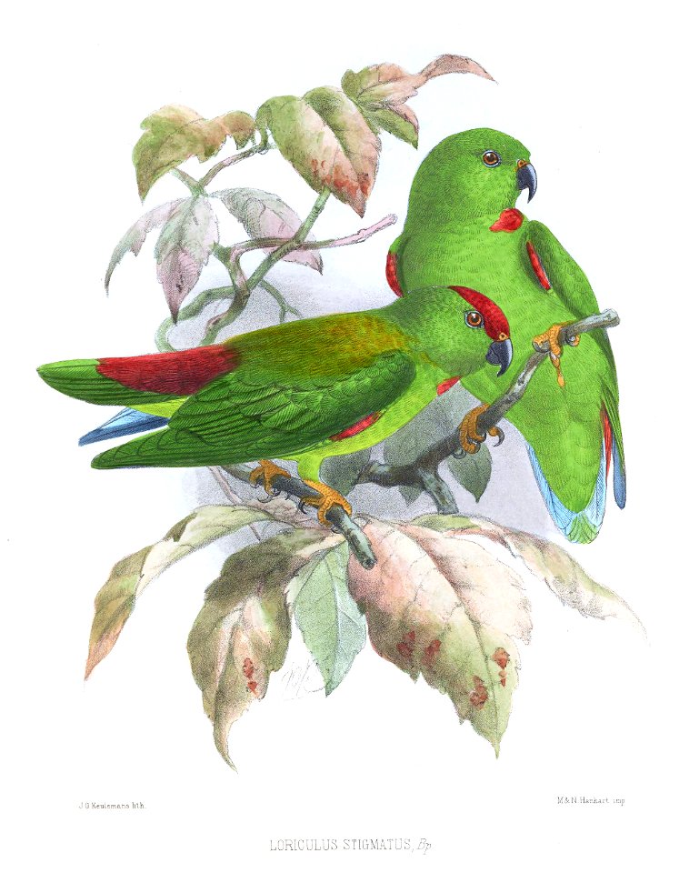 LoriculusStigmatusKeulemans