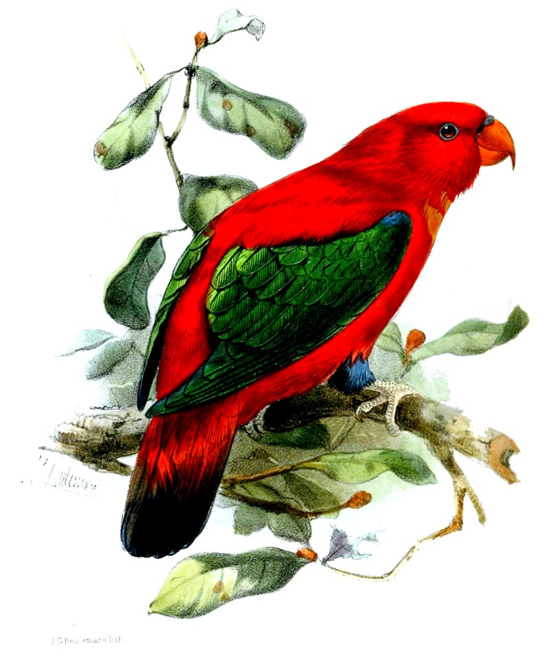 LoriusTibialisKeulemans