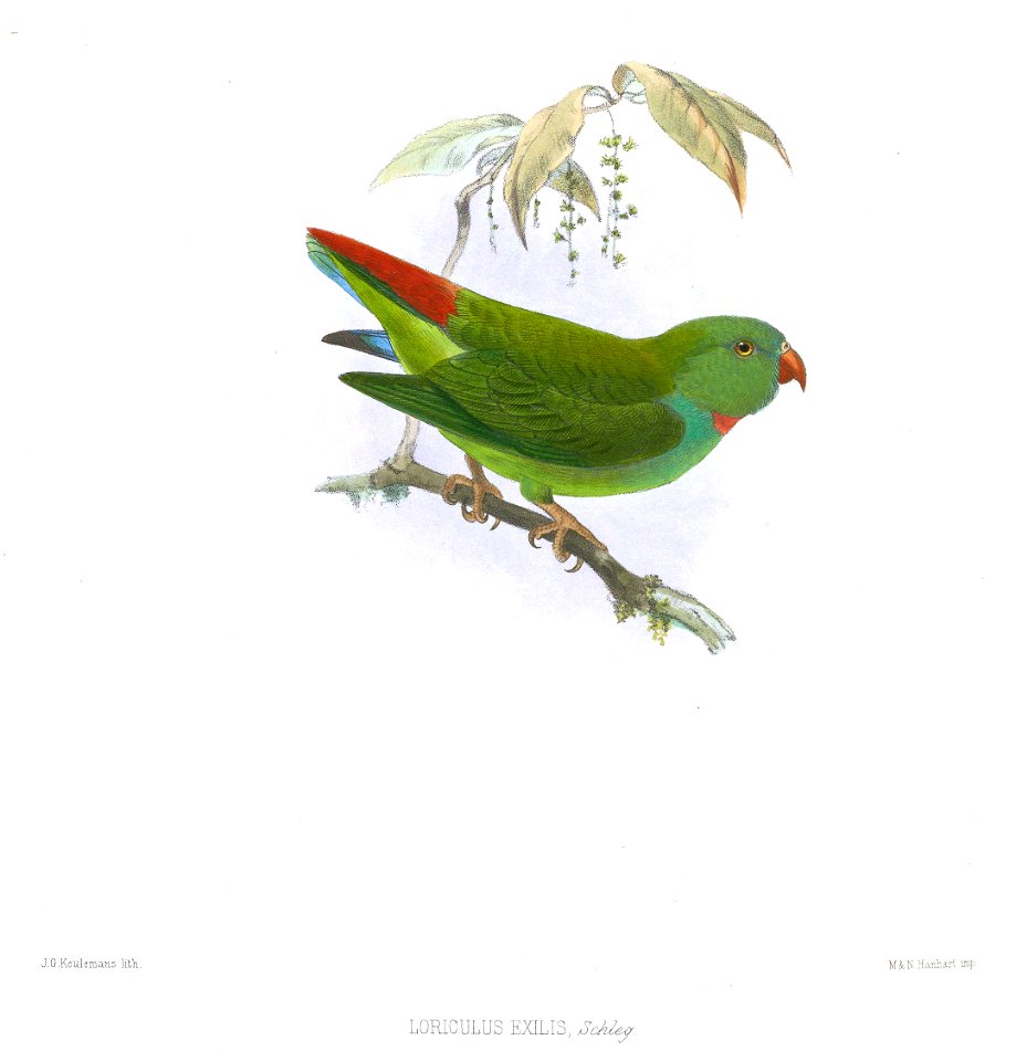 LoriculusExilisKeulemans