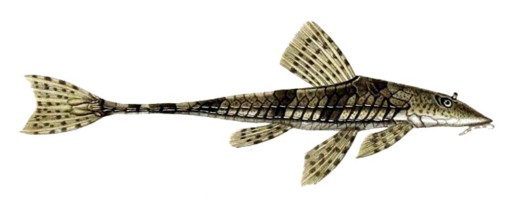 Loricariichthys maculatus. Free illustration for personal and commercial use.