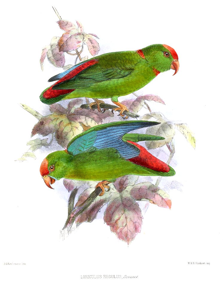 LoriculusRegulusKeulemans