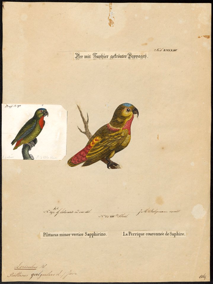 Loriculus galgulus - 1700-1880 - Print - Iconographia Zoologica - Special Collections University of Amsterdam - UBA01 IZ18500276