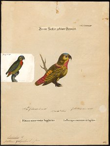 Loriculus galgulus - 1700-1880 - Print - Iconographia Zoologica - Special Collections University of Amsterdam - UBA01 IZ18500276